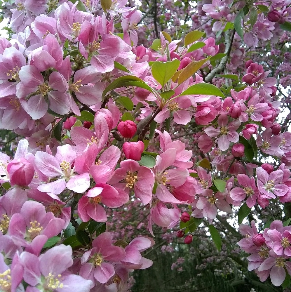 Meet your Posher, Chloe